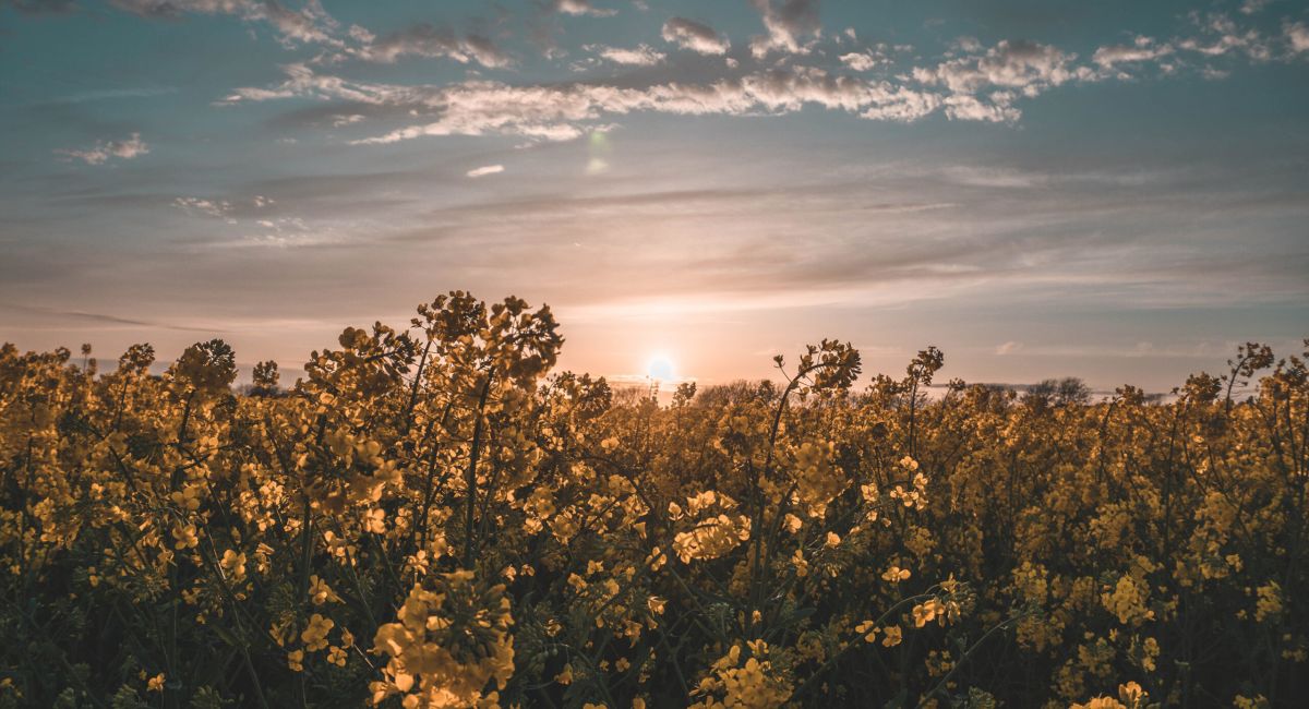 Foto de atardecer en un campo