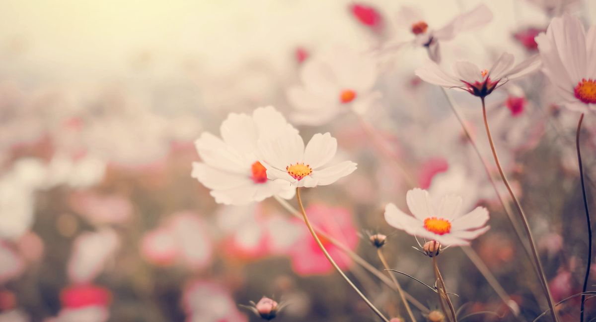 Foto de flores