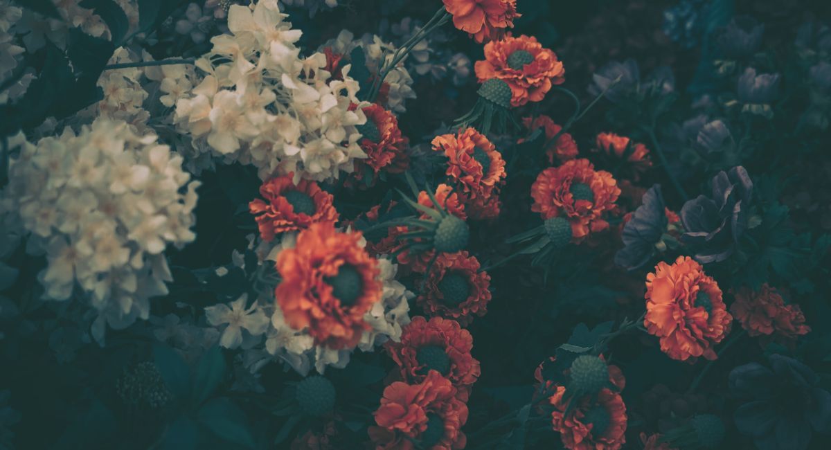 Foto de flores