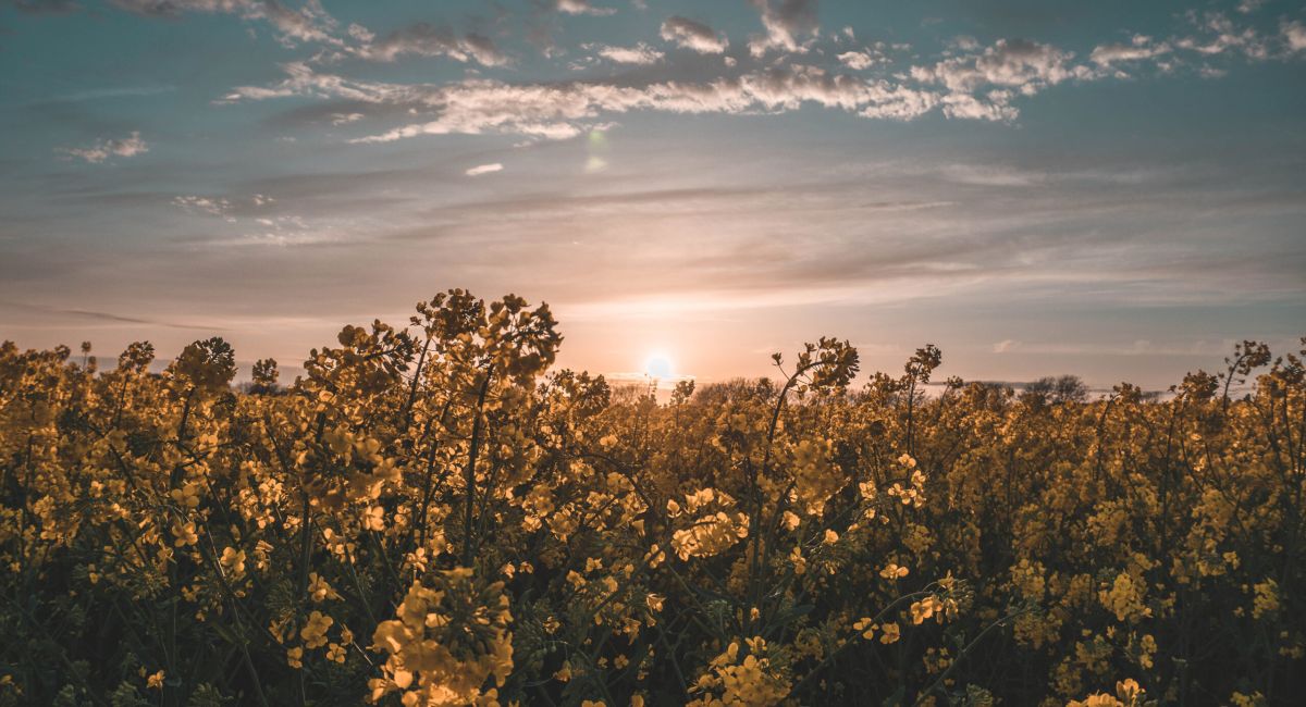Foto de atardecer en un campo